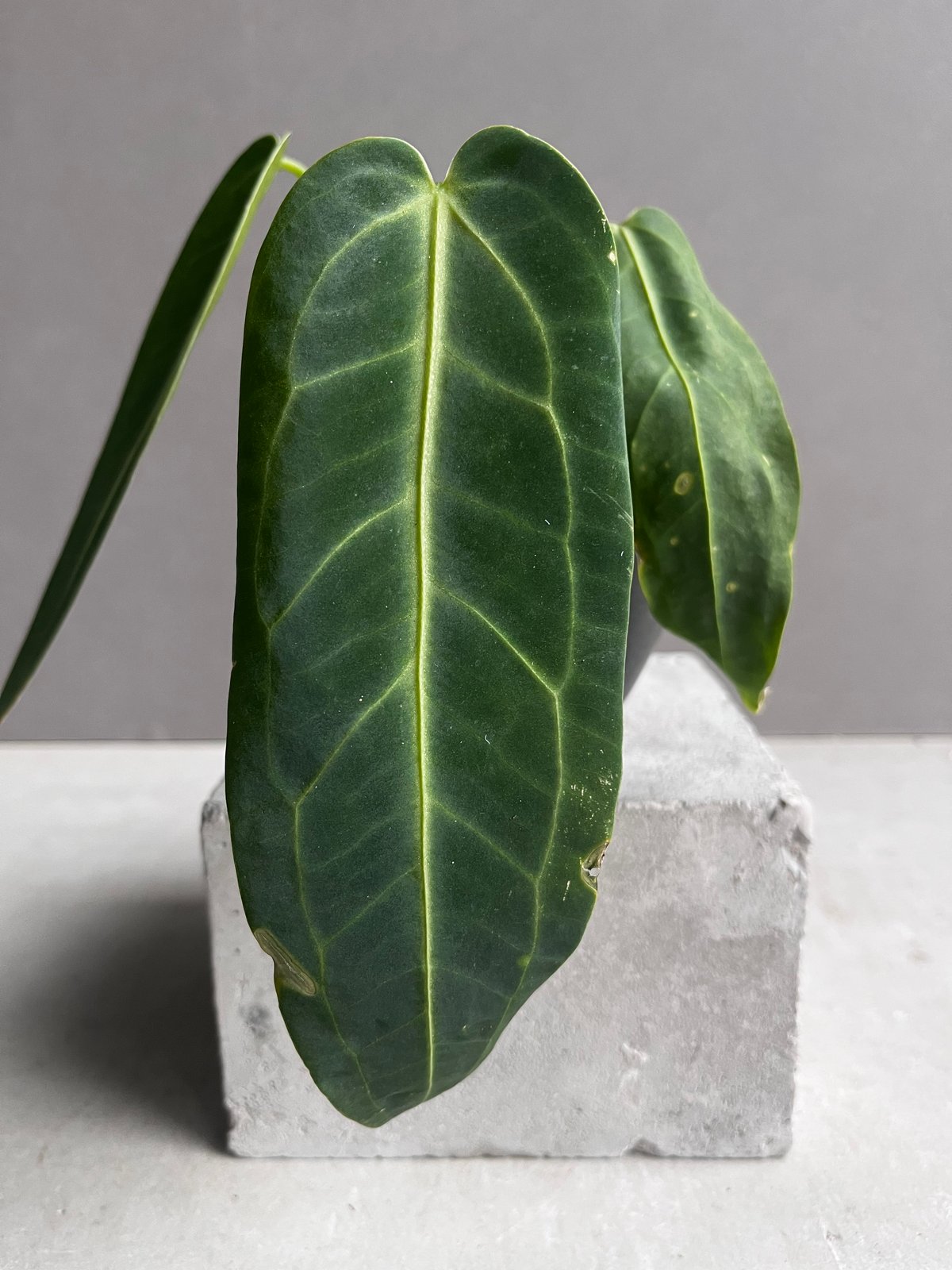 アンスリウム ワロクアナム ダーク&ナロー フォーム 「Anthurium アンスリウム ワロクアナム ダーク&ナロー フォーム 「Anthurium