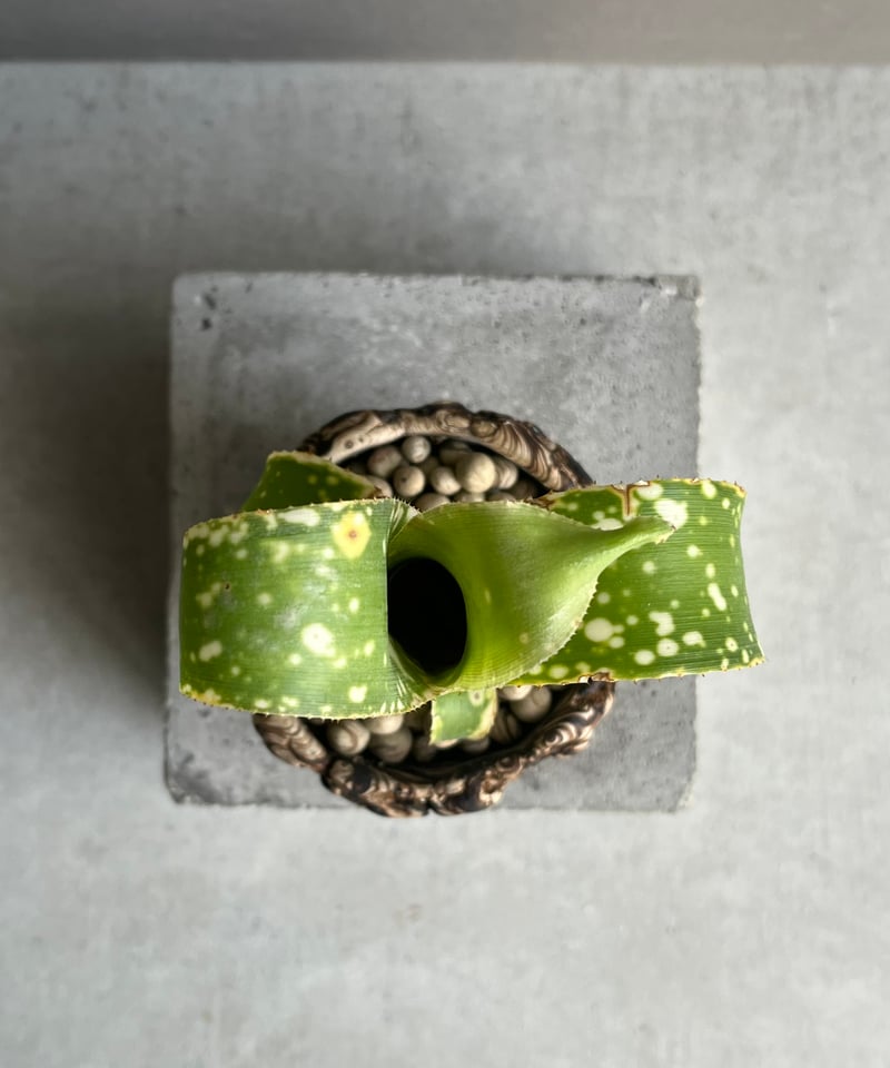 ビルベルギア レプトポーダ + 「plantsmonsters pot Billbergia