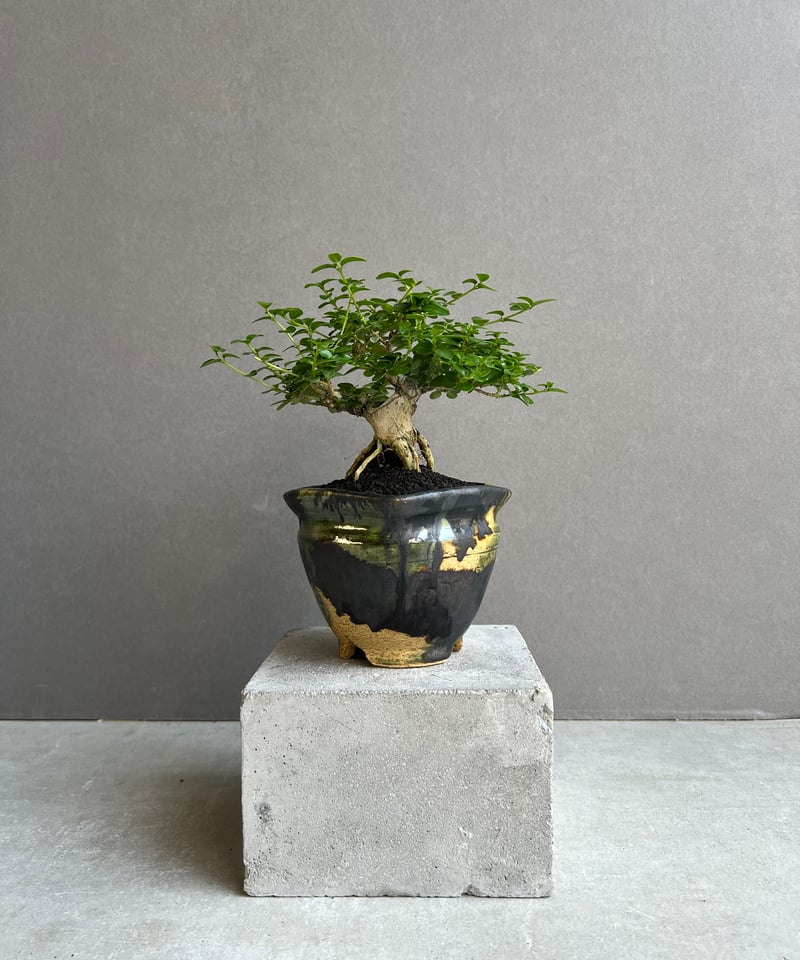 うち” 盆栽 + YON-HACHI (Masaki Tomabechi) 「“UCHI”