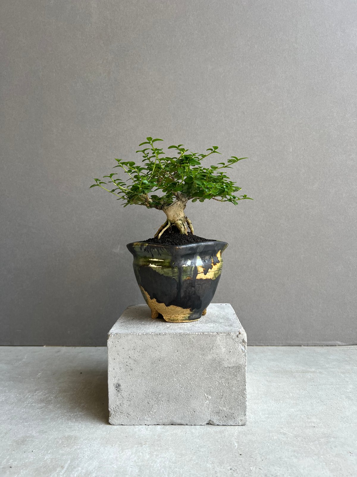 うち” 盆栽 + YON-HACHI (Masaki Tomabechi) 「“UCHI”