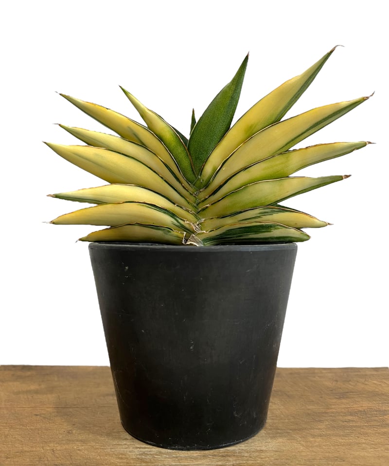 サンスベリア ナミ 斑入 美株 S.Nami Var サンスベリア ナミ 斑入 美株 S.Nami Var サンスベリア ナミ 斑入 美株 S.