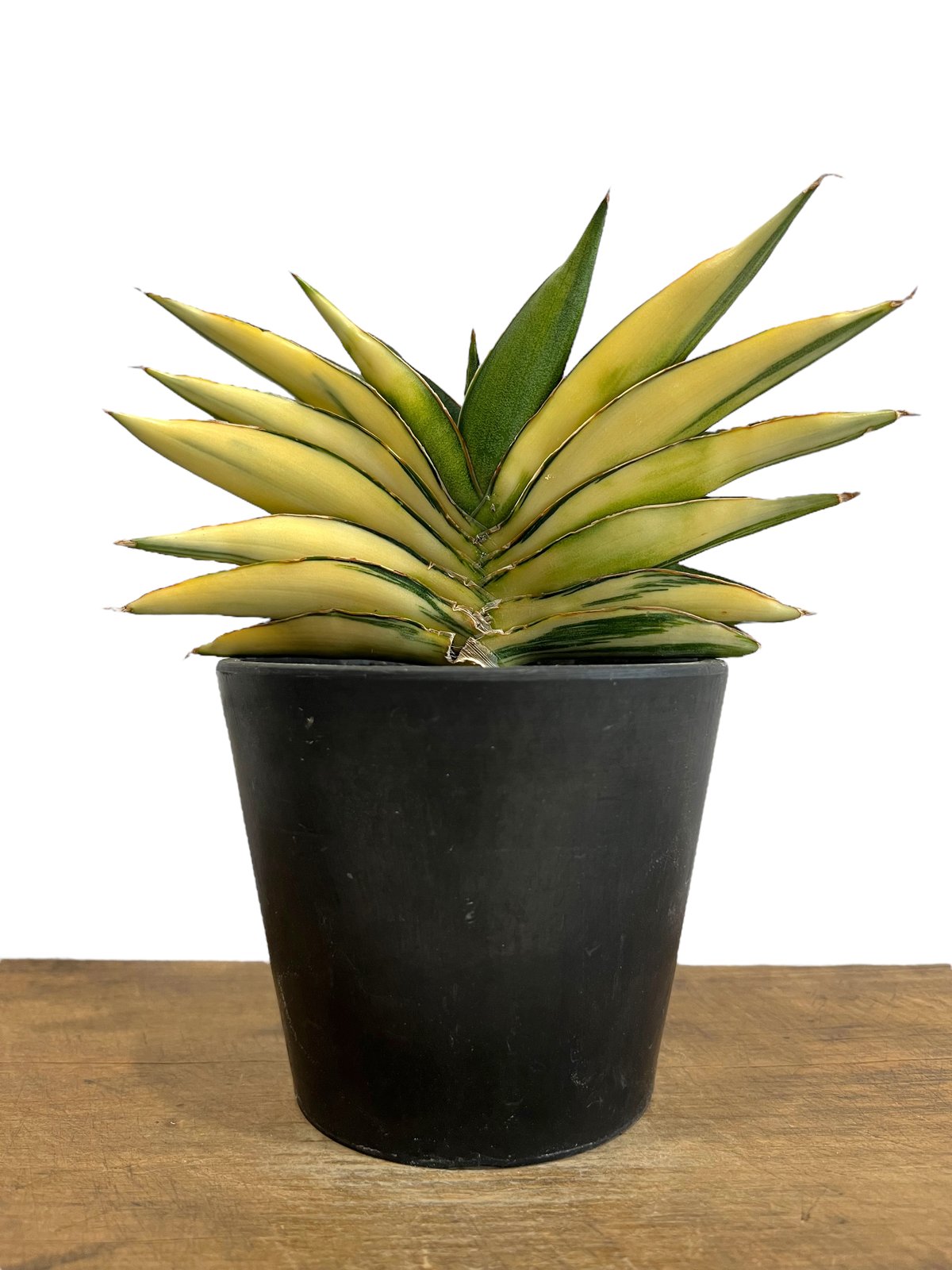 【現品】サンセベリア サワディー 斑入り 3.5号 ② 現品】サンセベリア サワディー 斑入り 3.5号 ② サンセベリア