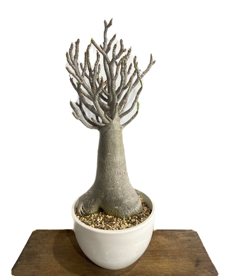 アデニウム アラビカム バオバブスタイル「Adenium arabicum