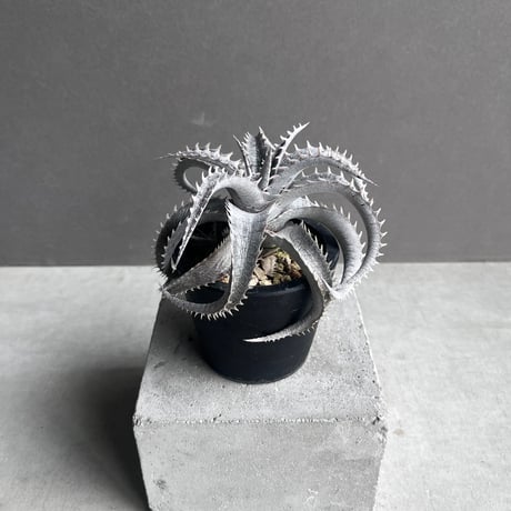 ディッキア | STORES