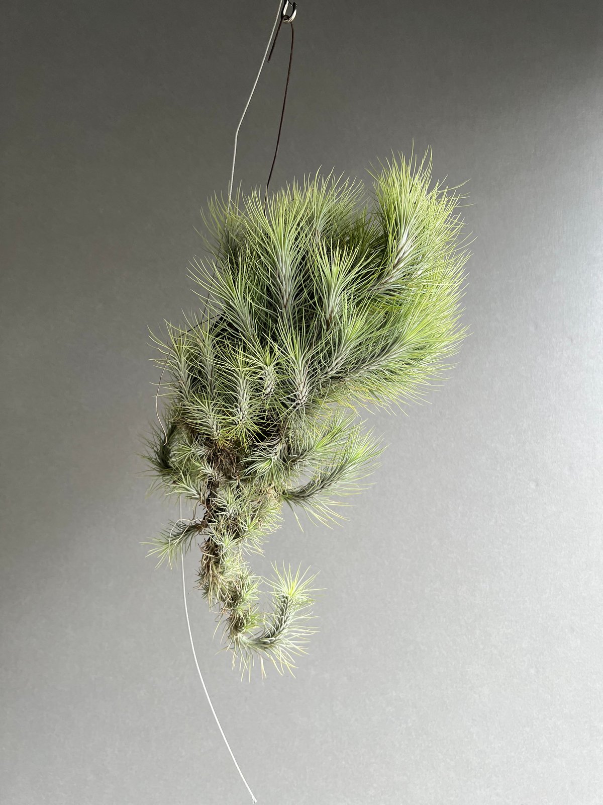 ティランジア フンキアナ クランプ 「Tillandsia funckiana clump」2