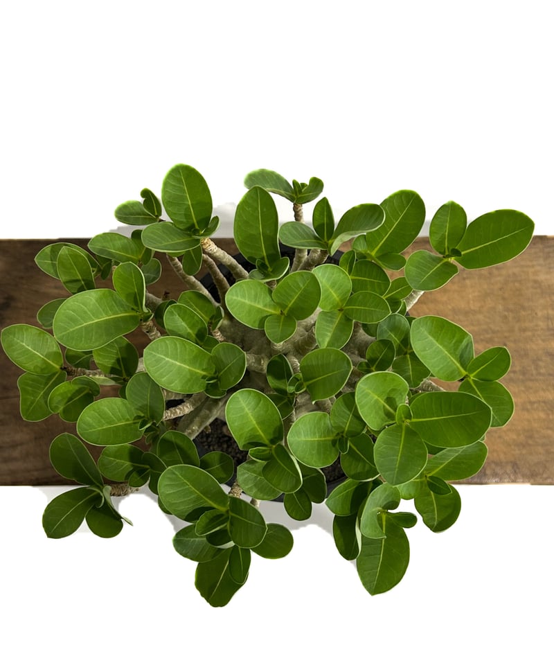 アデニウム アラビカム ドワーフ タイプ「Adenium arabicum dwarf ty