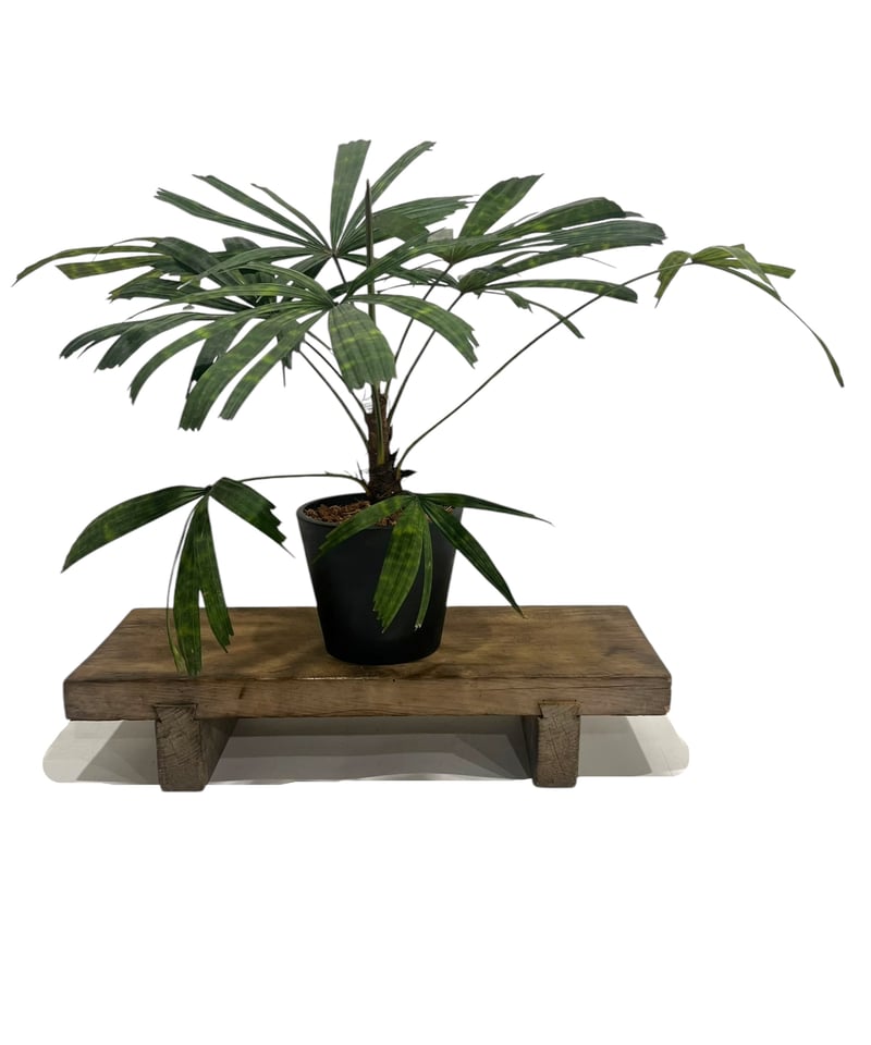 ボルネオ原産　Licuala mattanensis 'Mapu'　リクアラマプ リクアラ マッタネンシス マプ 「Licuala mattanensis 'Mapu' 」18