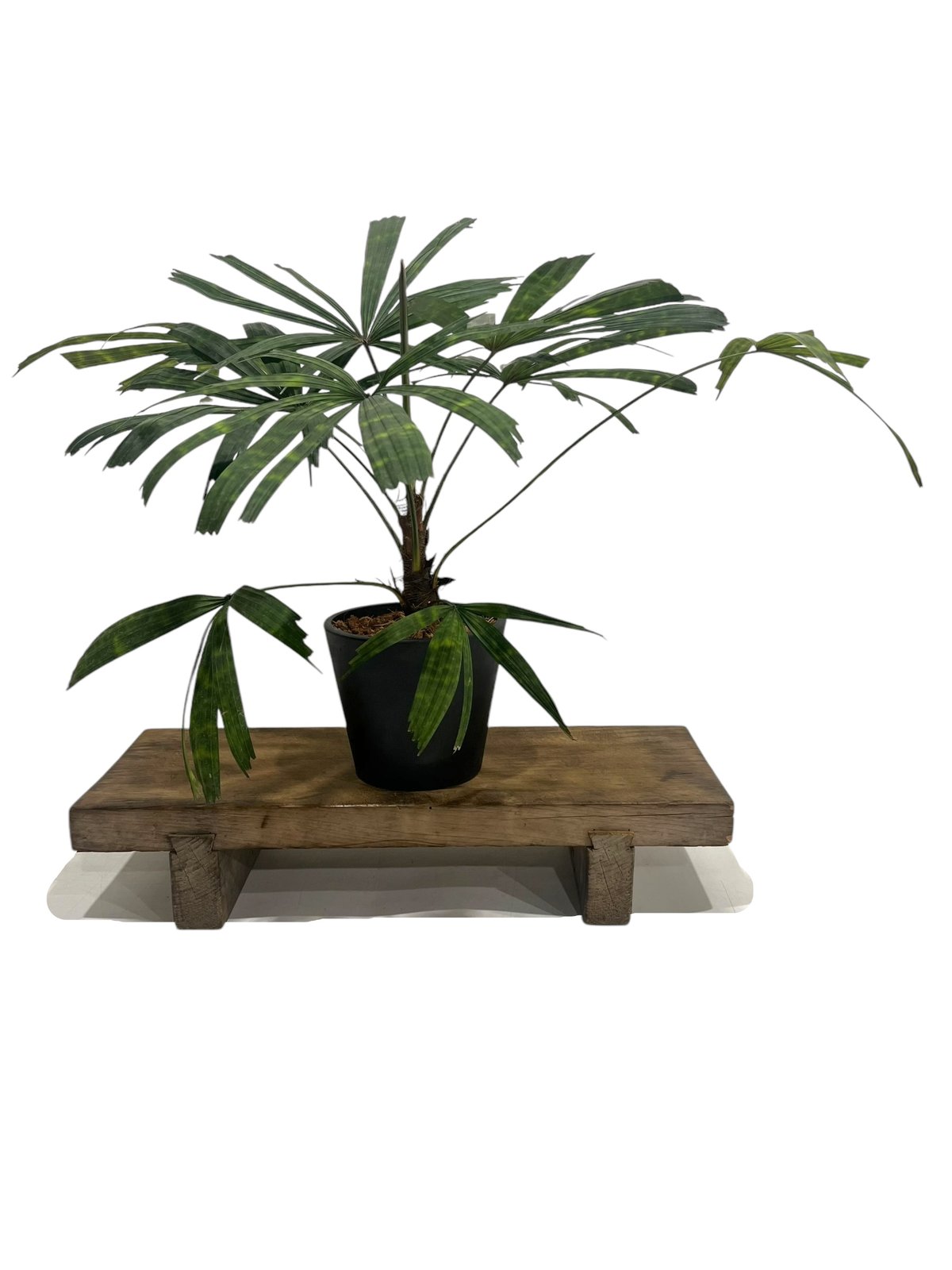 リクアラ マッタネンシス マプ 「Licuala mattanensis 'Mapu