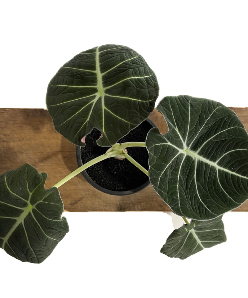 アロカシア ブラックベルベット「Alocasia Black Velvet」 9/2 アロカシア ブラックベルベット「Alocasia Black Velvet」 9/2