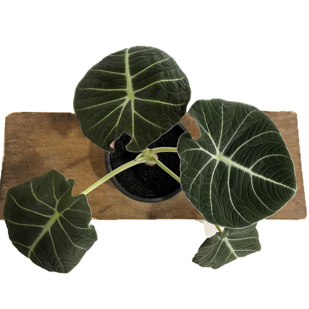 アロカシア ブラックベルベット「Alocasia Black Velvet」 9/2
