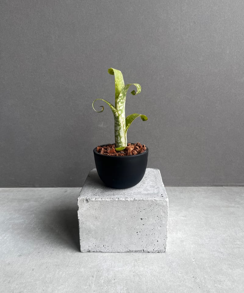 ビルベルギア レプトポーダ 「Billbergia leptopoda」33E | SHOUC