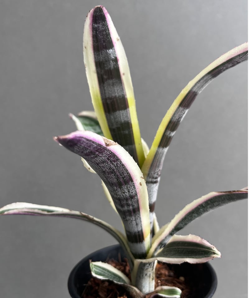 エクメア オットー 「Aechmea Otto」4A | SHOUCHIKUEN