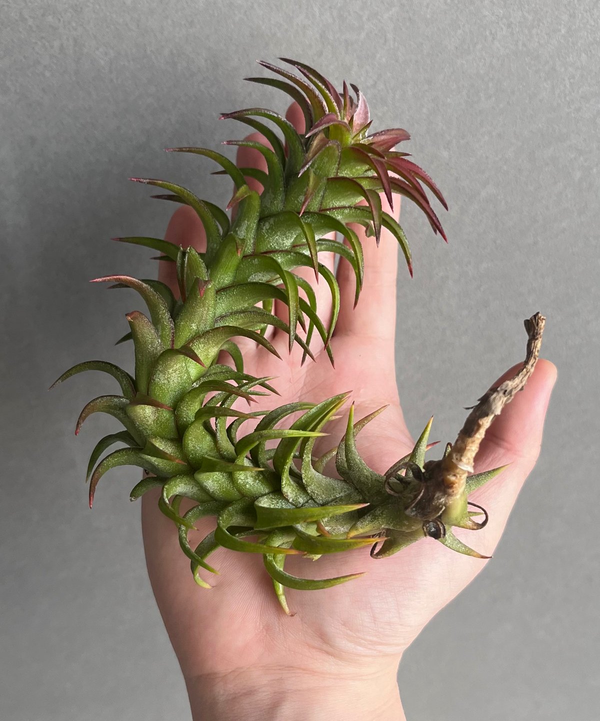 ティランジア バンハイニンギー 斑入 「Tillandsia vanhyningii Vari