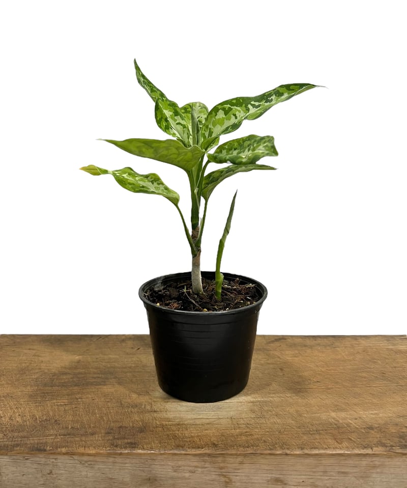 アグラオネマ ピクタム トリカラー「Aglaonema pictum tricolor