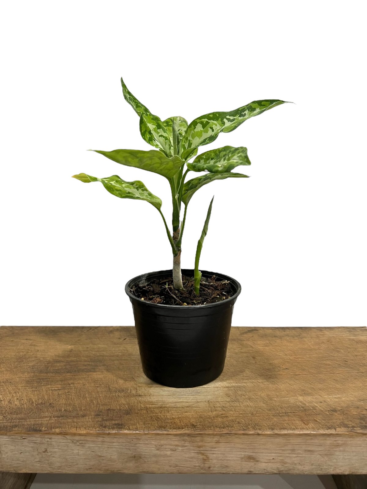 Aglaonema pictum tricolor 観葉植物 Aglaonema pictum tricolor 新しい葉ほど模様がはっきり出てき