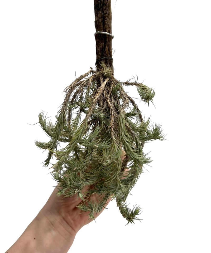 ティランジア トリコレビス「Tillandsia tricholepis 」96H | SHO