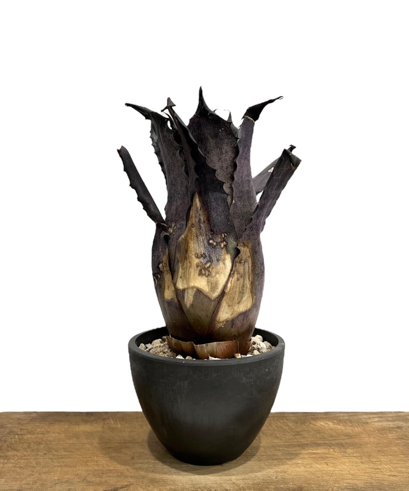 YAMA Hohenbergia leopoldo H DSなど2点 YAMA Hohenbergia