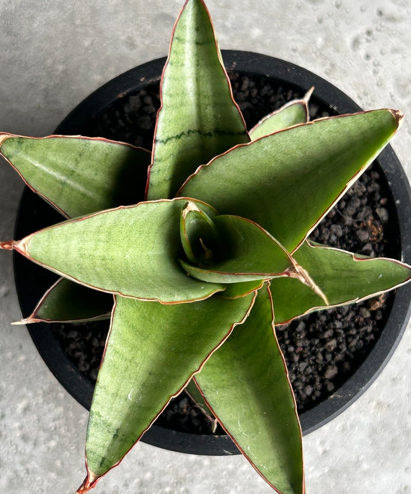 サンセベリア ノック ユン「Sansevieria Nok Yung」60I | SHOUCH サンセベリア ノック ユン「Sansevieria Nok Yung」60I | SHOUCH