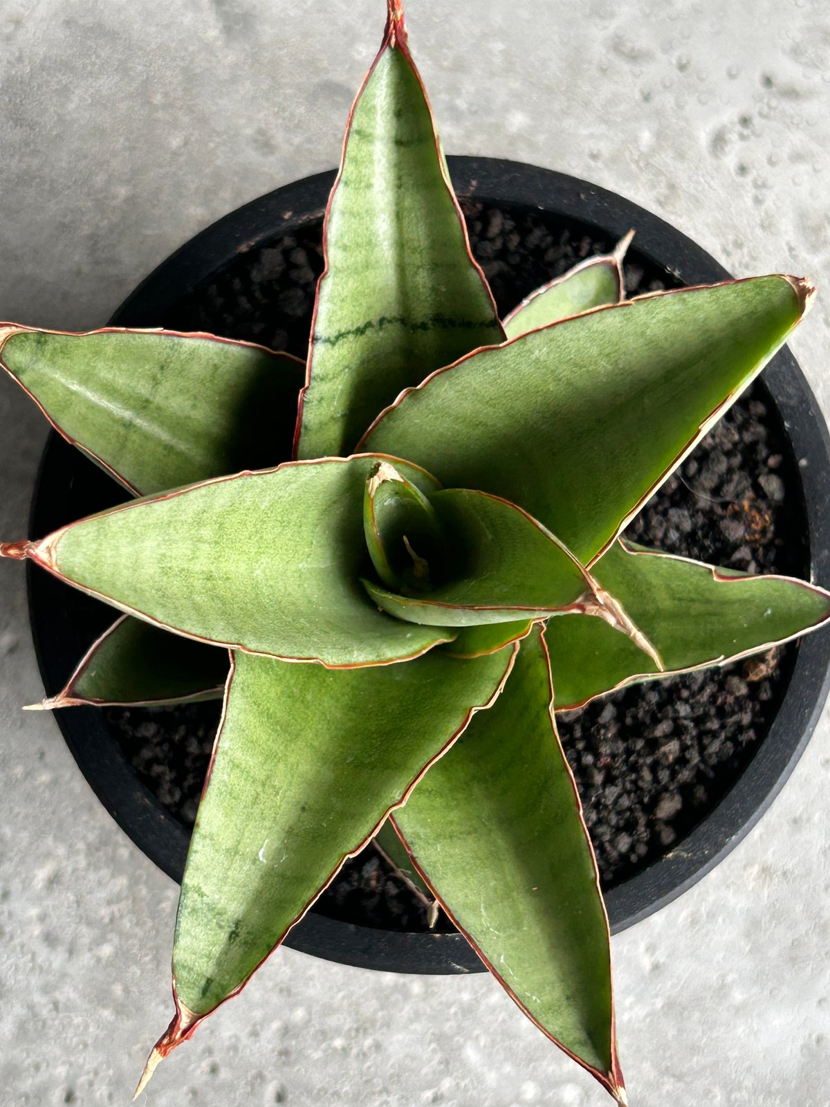 サンセベリア　Yokmorakot サンスベリア　Sansevieria Sansevieria Yokmorakot 🥰🥰🥰