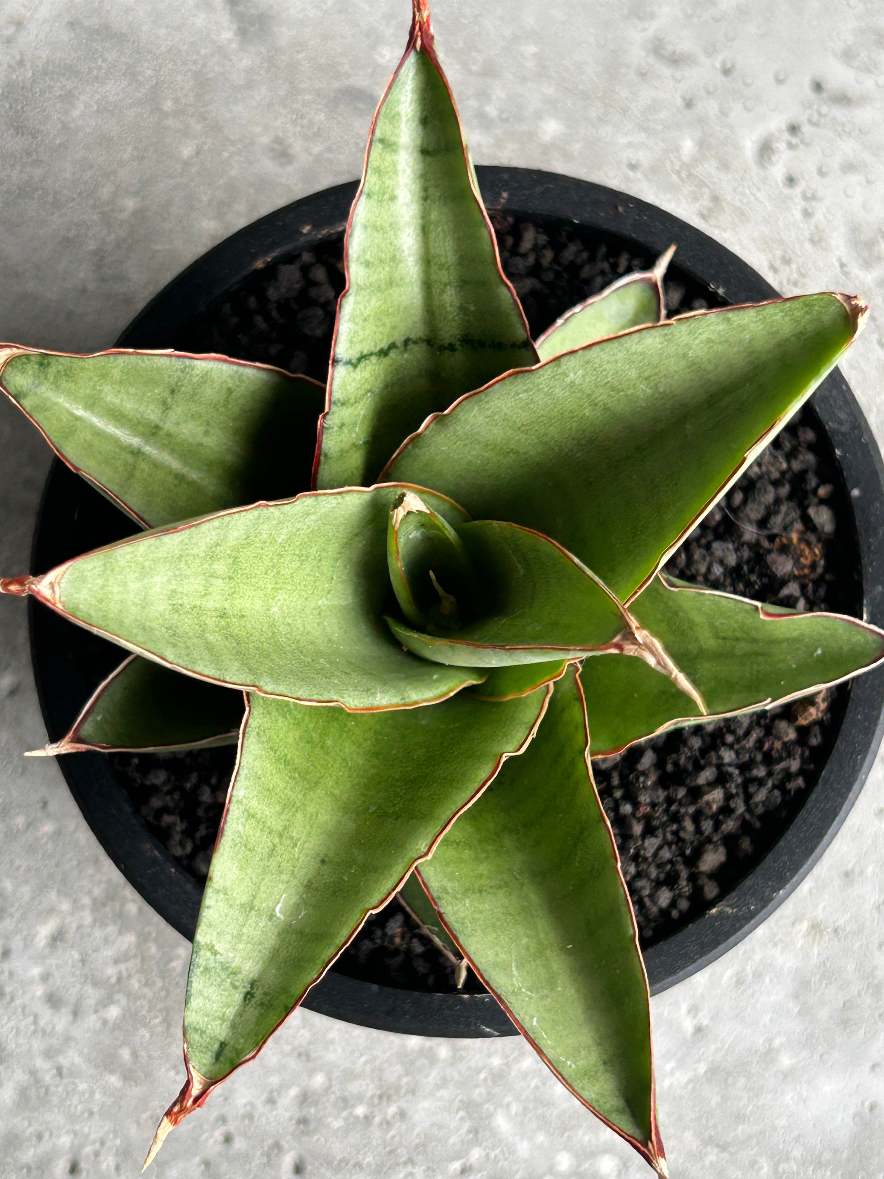 EMP サンセベリア Nok yung ノックユン 孔雀/ SA419 サンセベリア ノック ユン「Sansevieria Nok Yung」60I | SHOUCH