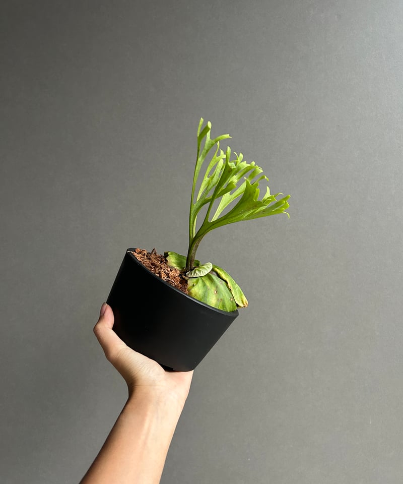 ビカクシダ リドレイ “パカラン”「Platycerium ridleyi “Pakarang