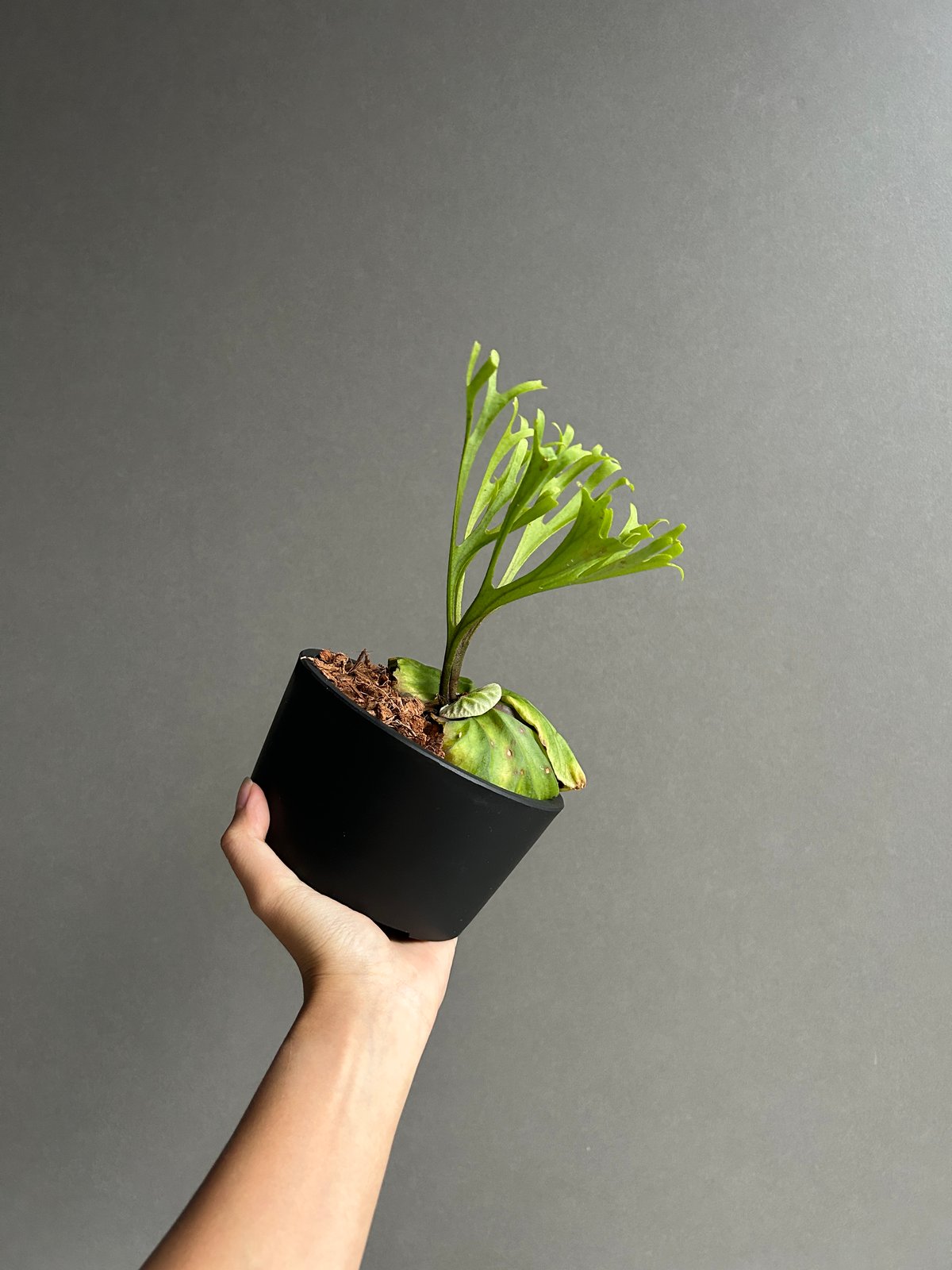 ビカクシダ リドレイ “パカラン”「Platycerium ridleyi “Pakarang