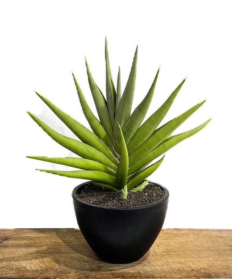 EMP サンセベリア チャニン / 親株 SA65 サンセベリア チャニン(by アンヤマニー ガーデン) 「Sansevieria