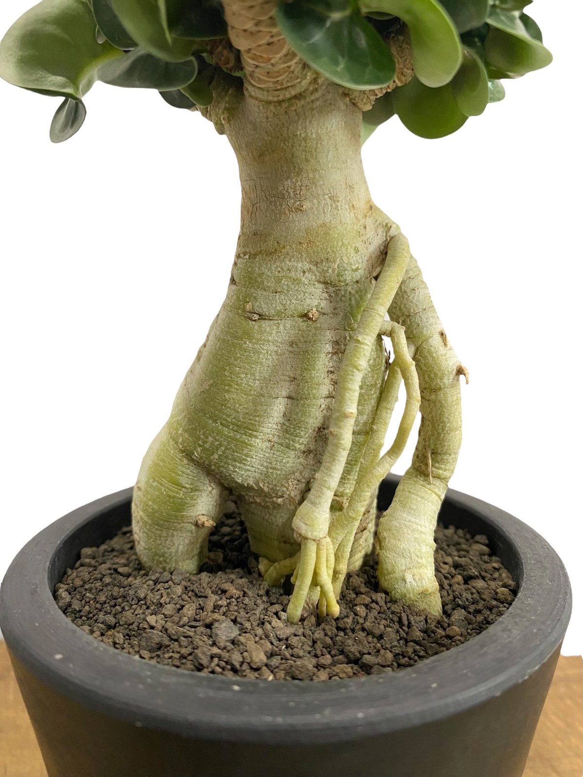 アデニウム 獅子葉 ドワーフ ドーセットホーン 【公式通販】