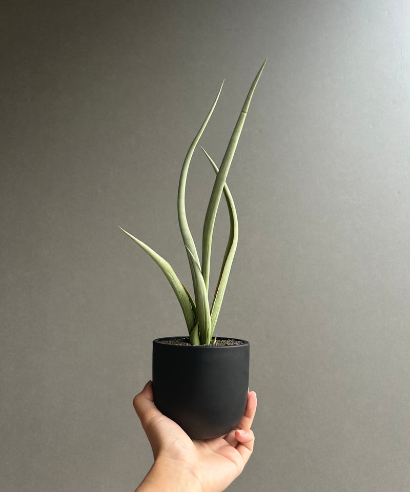 サンセベリア シルバー スパイラル「Sansevieria Silver Spiral (f