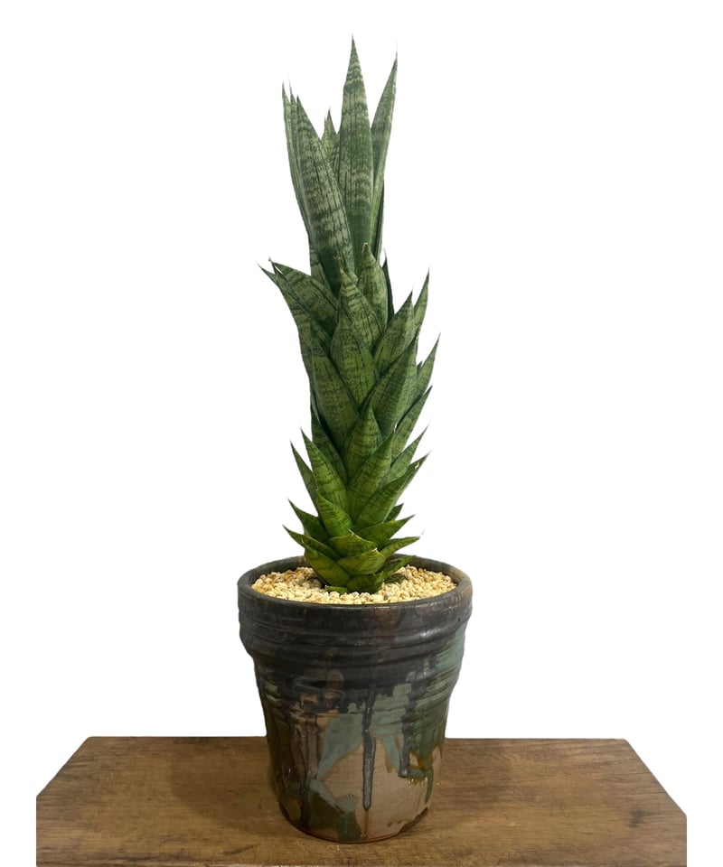 サンセベリア エーレンデル + Masaki Tomabechi (YON-HACHI) 「S