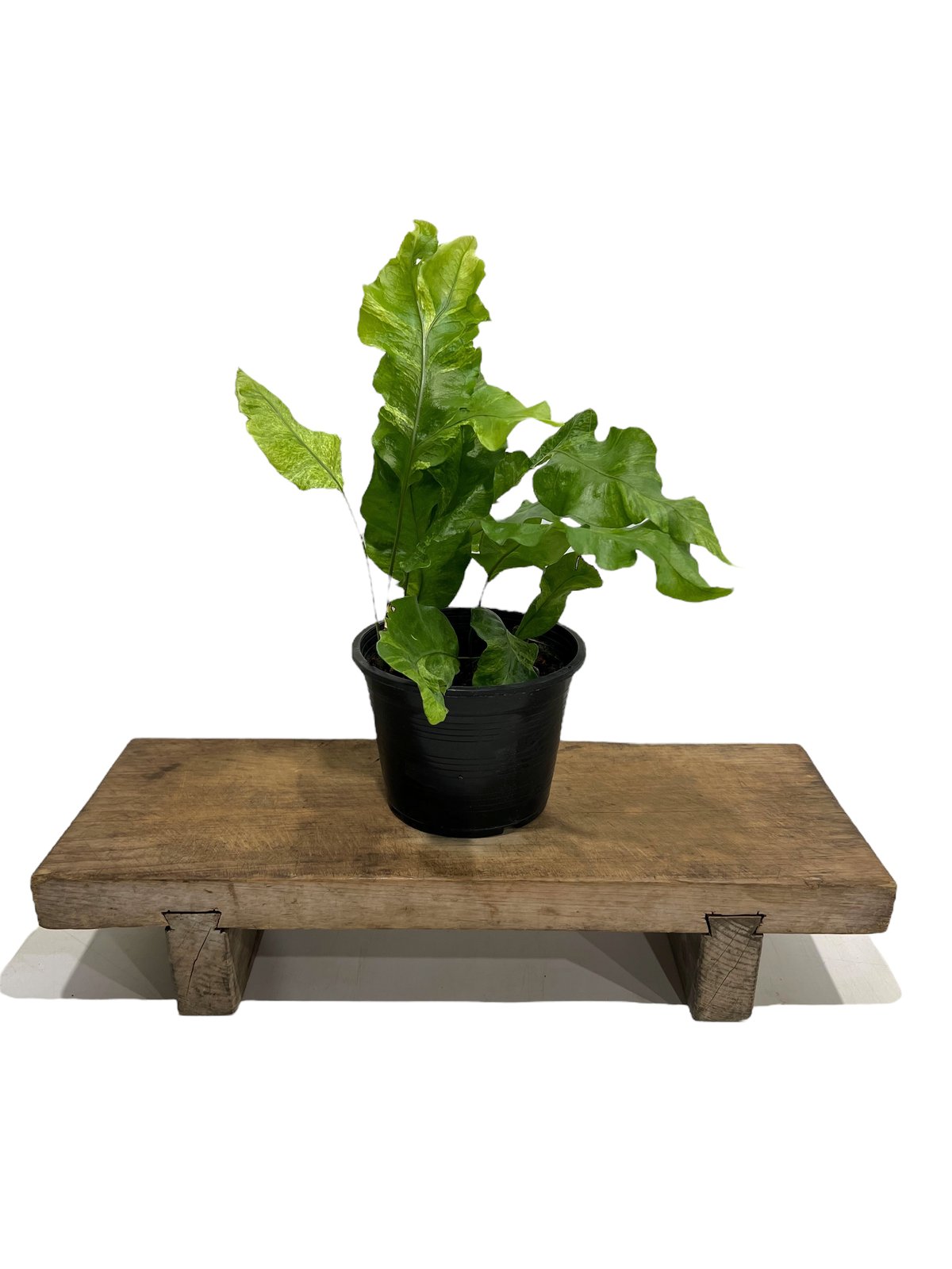 ミクロソリウム spp. 変異種 「Microsorium spp . Mutation」70