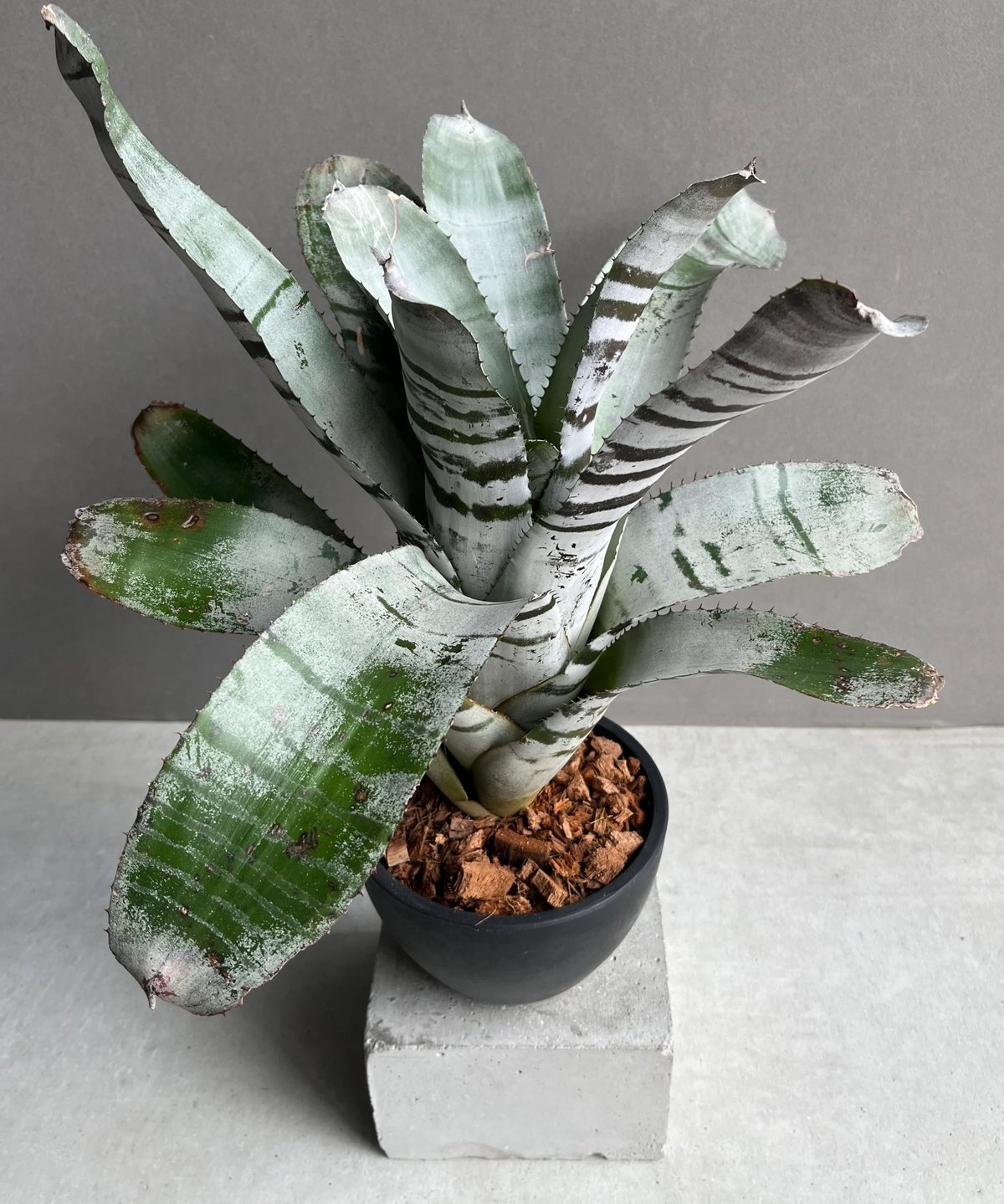 エクメア ブラックビューティー 子株付き エクメア ブラック