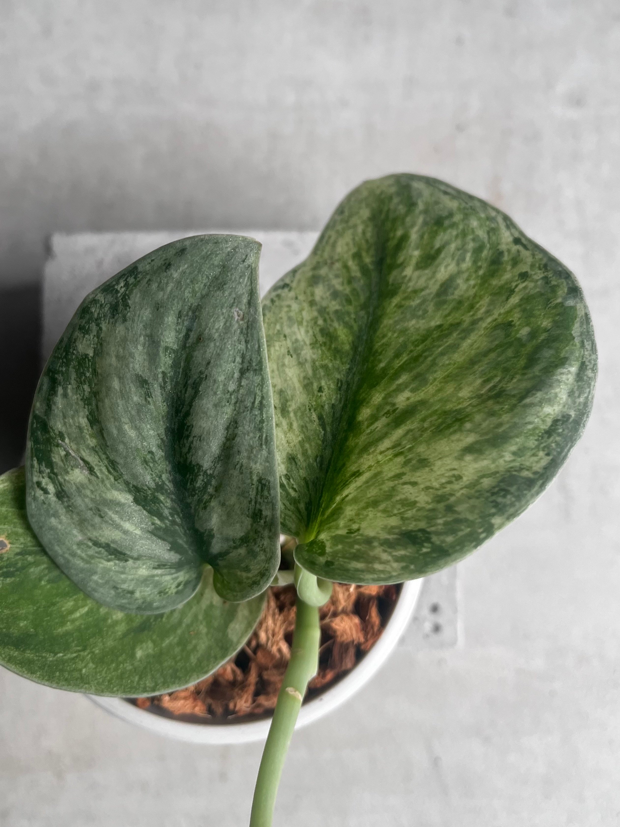 スキンダプサス エキゾチカ ホログラム 「Scindapsus exotica hologra