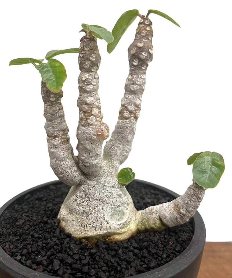 ドルステニア　フォエチダ ドルステニア フォエチダ “多頭タイプ”(実生苗) 「Dorstenia