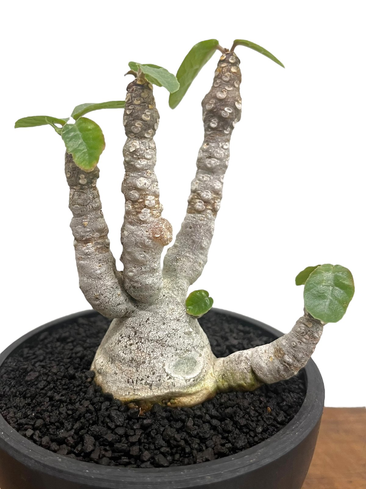 ドルステニア フォエチダ “多頭タイプ” 「Dorstenia foetida 」89U |