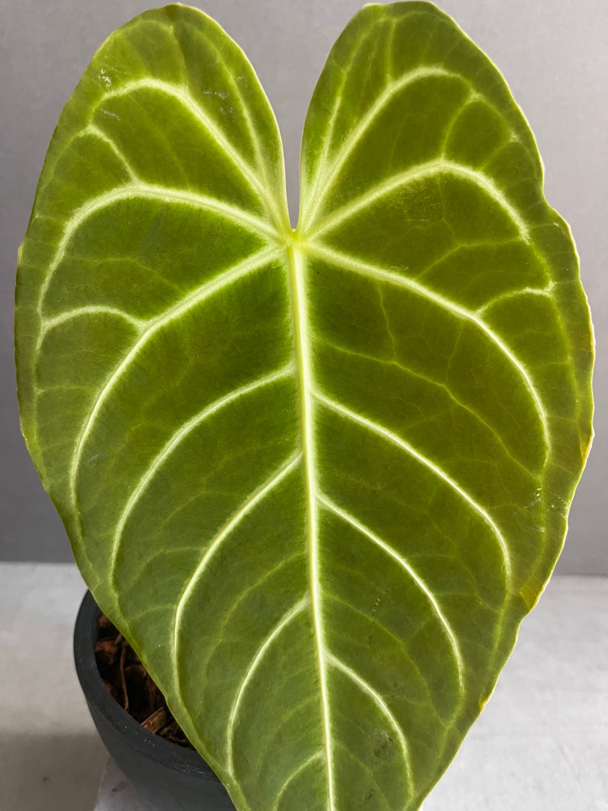その他観葉植物 Anthurium regale 中サイズ♡アンスリウム レガレ Anthurium 'Regale' 観葉植物