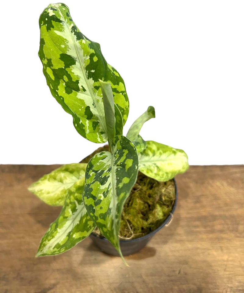 アグラオネマ ピクタム トリカラー「Aglaonema pictum tricolor」79J