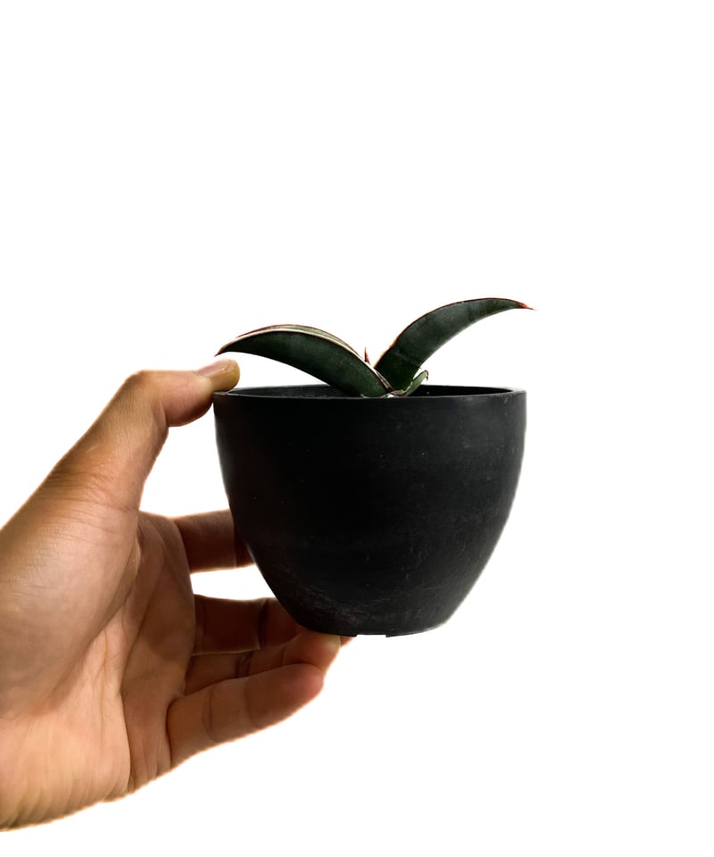 サンセベリア lav.24561「Sansevieria lav. 24561」9/11-13