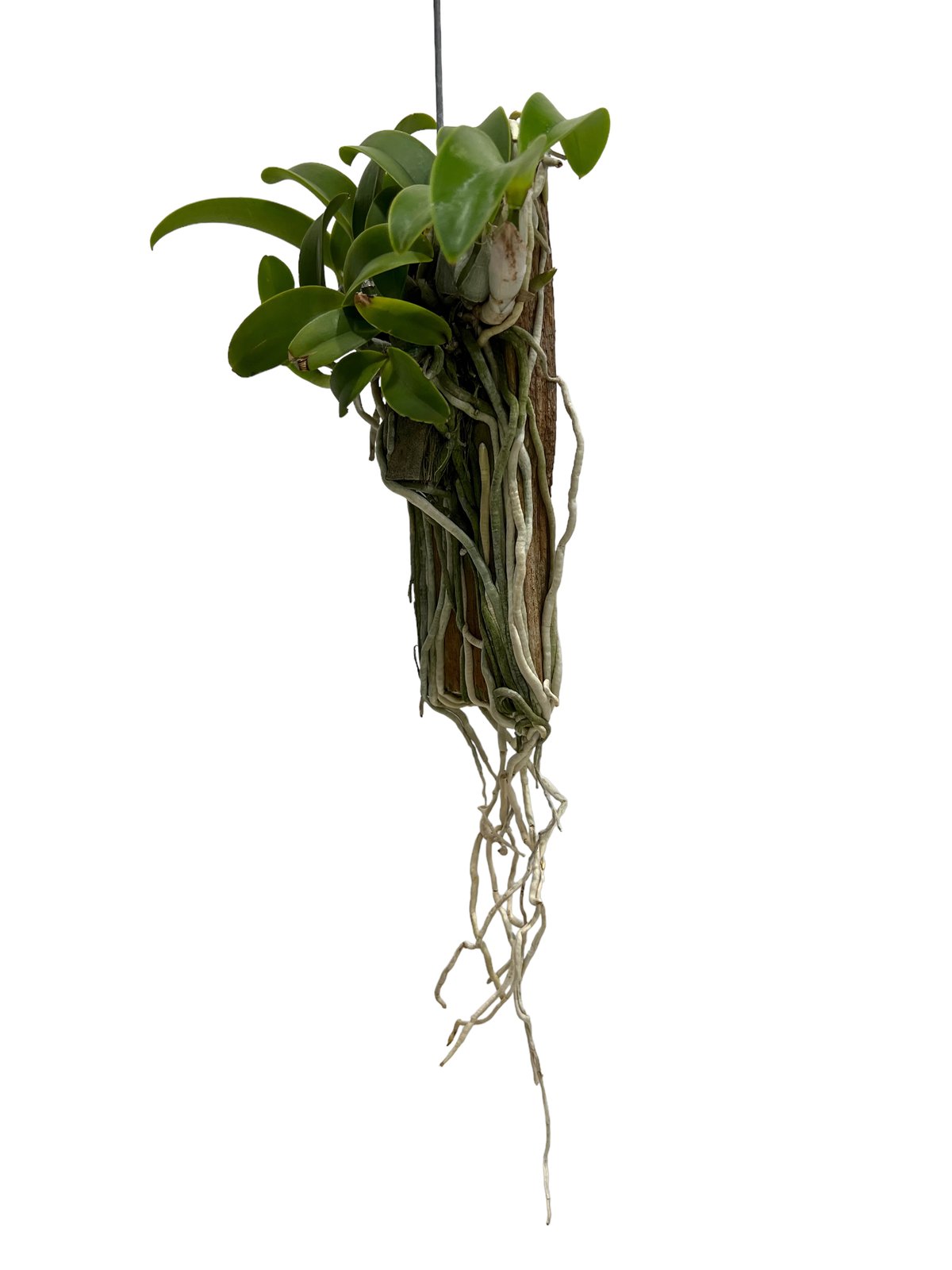 カトレア　ノビリオール カトレア ノビリオール アマリア 「Cattleya nobilior var. amalia