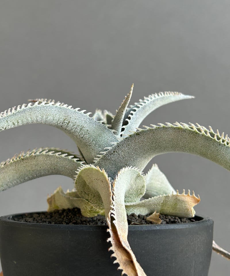 ブロメリア・エアープランツ Dyckia marnier-lapostollei var. Bahia Dyckia marnier-lapostollei var.estevesii | ~龍の巣窟~