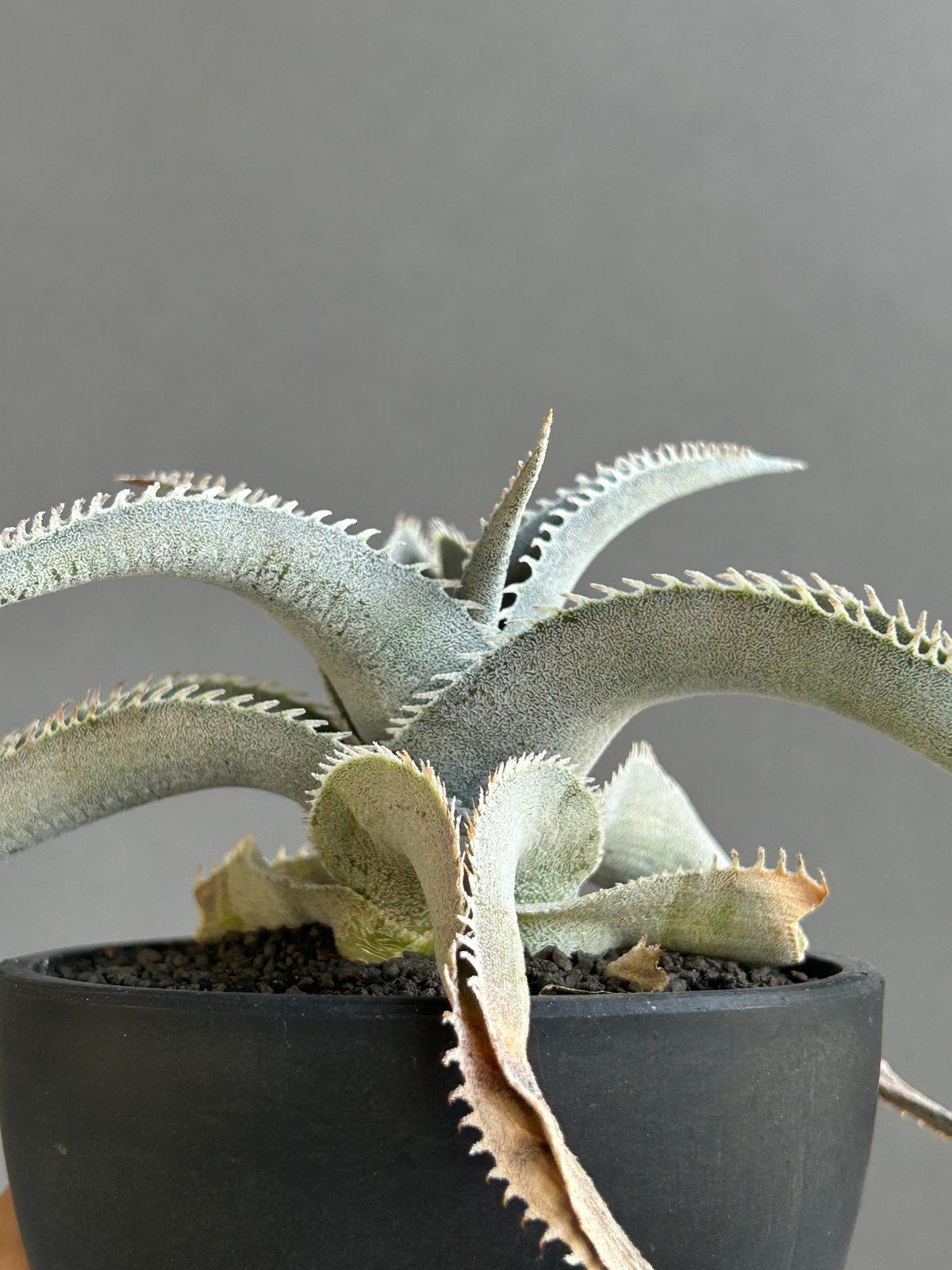 ブロメリア・エアープランツ Dyckia marnier-lapostollei var. Bahia ディッキア・マルニエルラポストレイ：Dyckia marnier