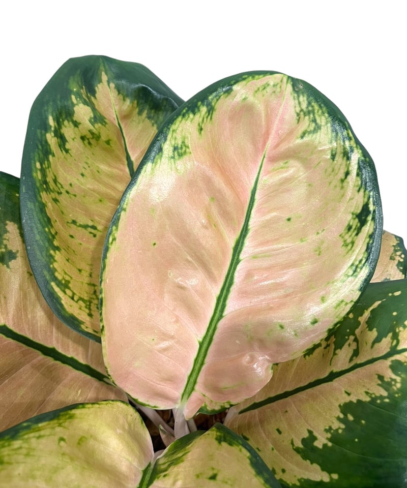 アグラオネマ スターバックス 「Aglaonema Starbucks 」34Q | SHO