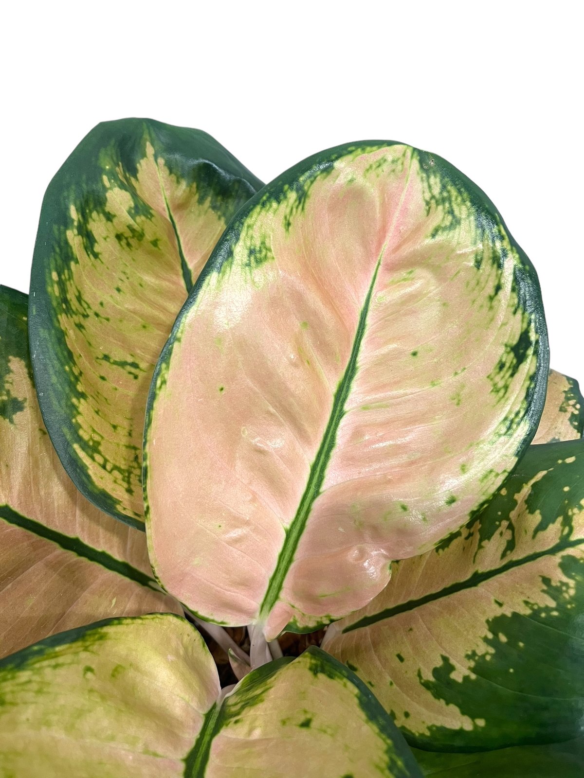 アグラオネマ スターバックス 「Aglaonema Starbucks 」34Q | SHO