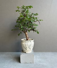 サンセベリア スリ パトゥム (by アンヤマニー ガーデン