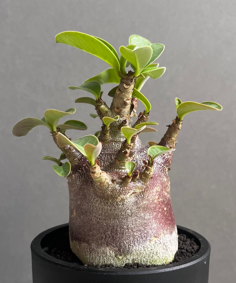 【激レア/ブラックスキン/ドワーフ 】アデニウム アラビカム ガラメー B-9 激レア/ブラックスキン/ドワーフ 】アデニウム アラビカム