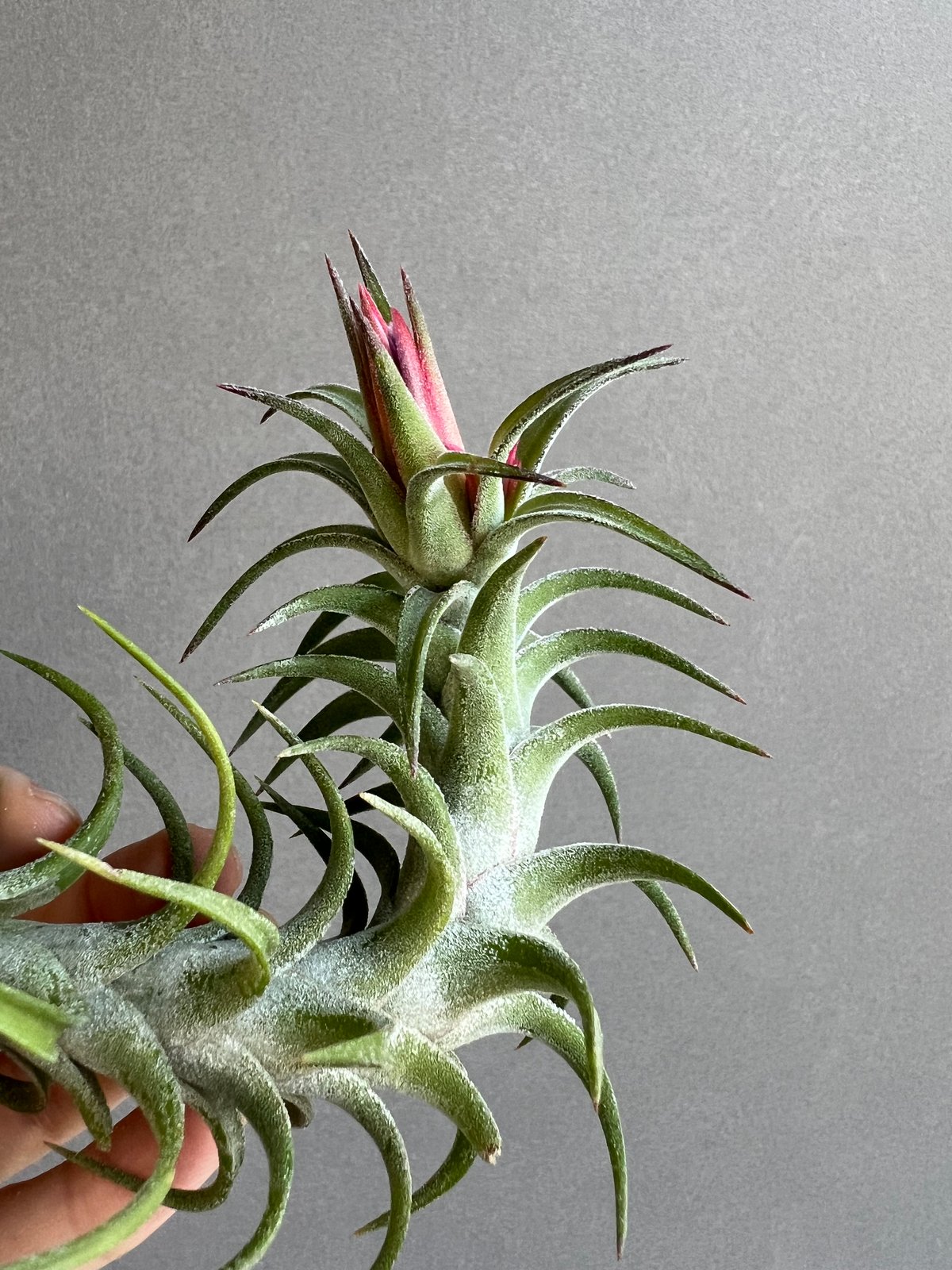 Tillandsia Vanhyningii Minor 速達発送 ティランジア バンハイニンギー 「Tillandsia vanhyningii 」94R