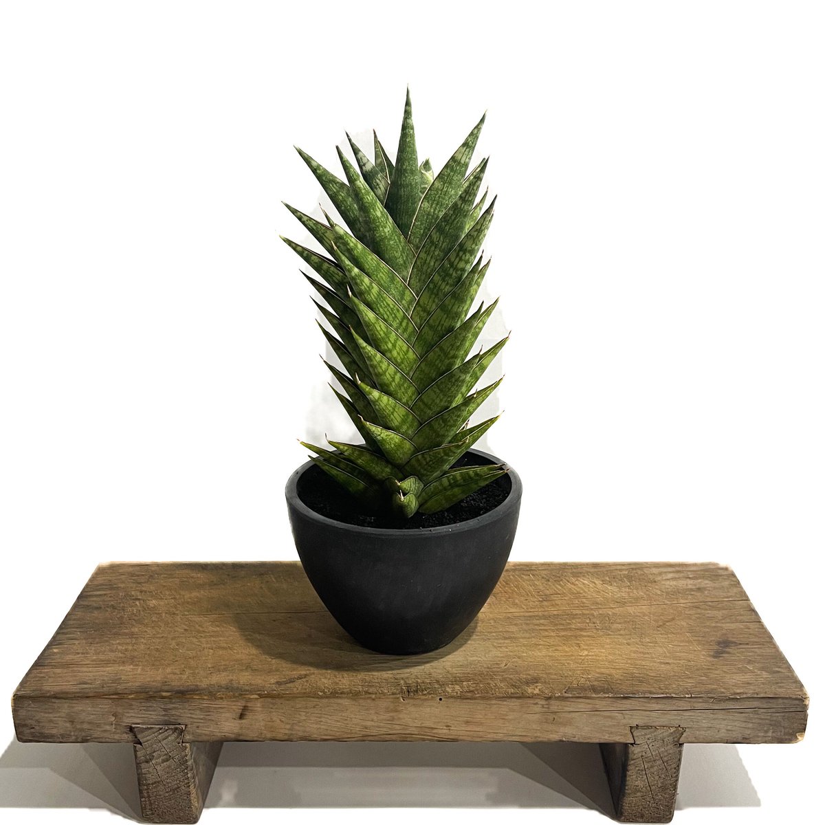 サンセベリア アンヤマニー ハイブリッド「Sansevieria Unyamanee Hybr