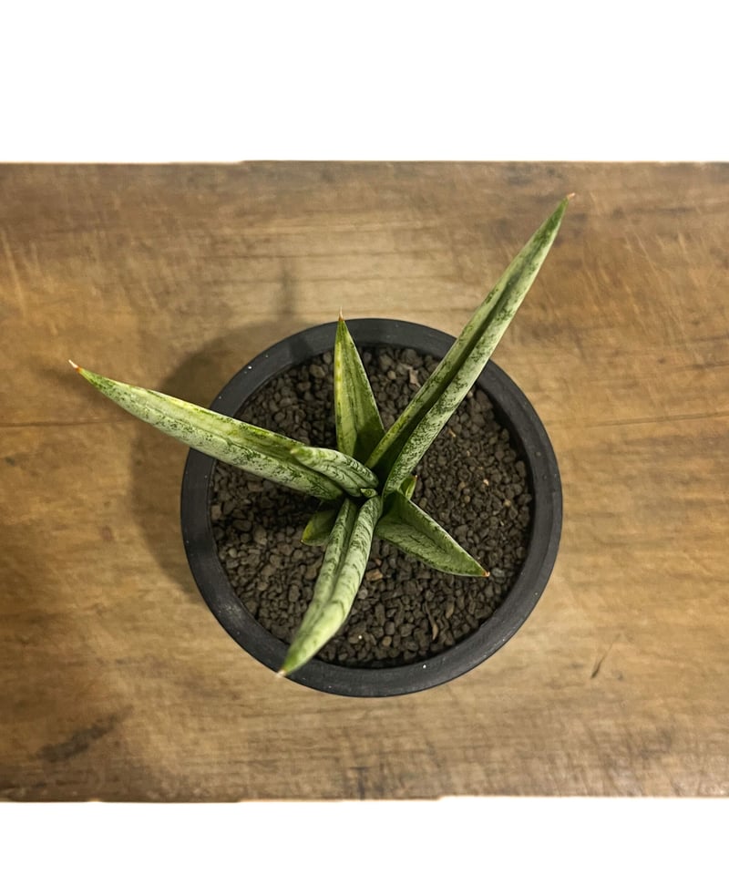 サンセベリア フランシシー 「Sansevieria francisii」93E-1 | SH