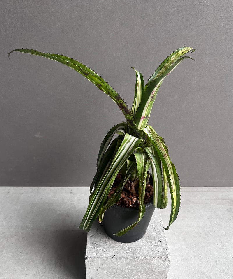 ブロメリア・エアープランツ Aechmea orlandiana 'Reverse Ensign' A157 Aechmea orlandiana 'Reverse Ensign' A157
