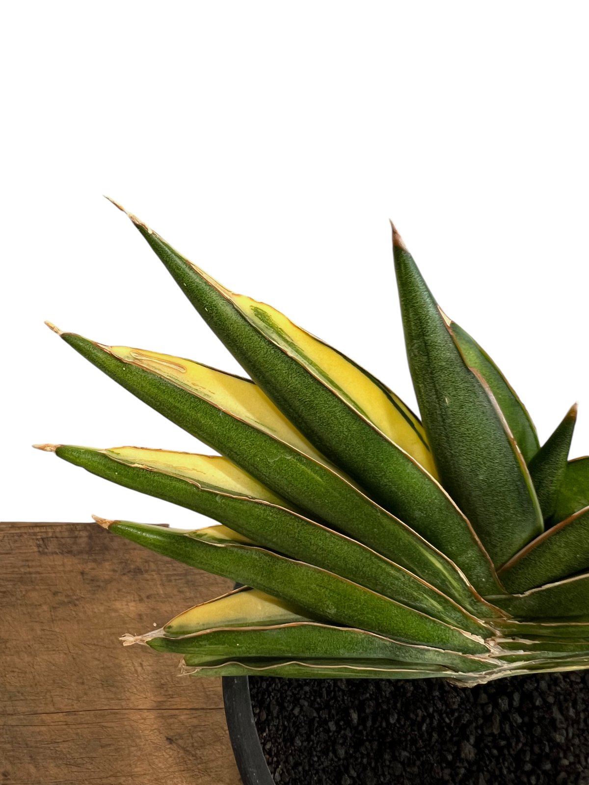 サンセベリア サワディー 斑入 「Sansevieria Sawasdee variegate
